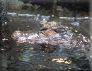 Caiman crocodiles