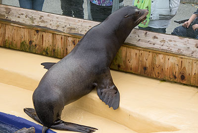 Andre - Californian Sea Lions