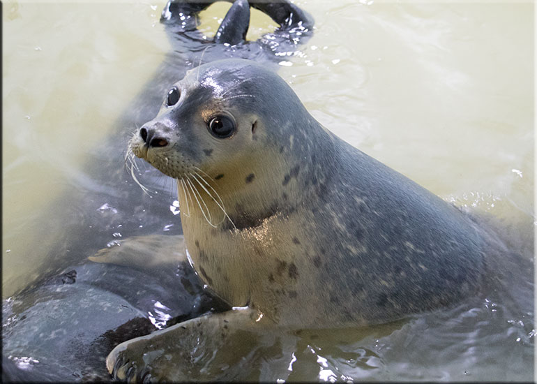 Calippo - photo taken on 17th November 2015