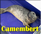 Camembert