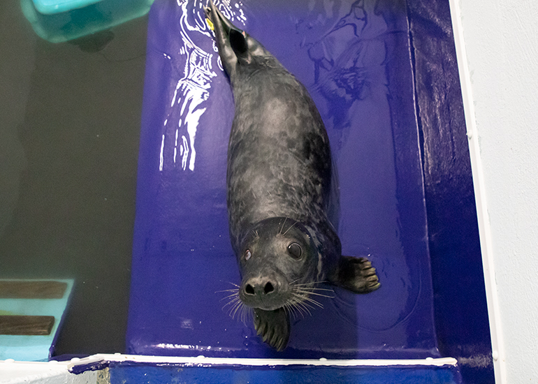 Captain Underpants, rescued seal pup