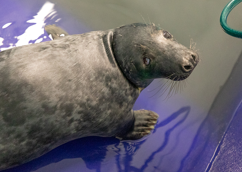 Captain Underpants, rescued seal pup