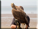 CBBC Wild Show