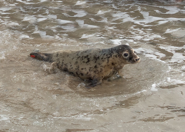 Cher, rescued seal pup