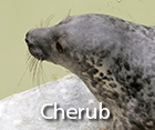 Cherub