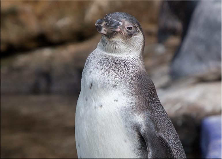 Penguin Chick - photo taken on 26th August 2017