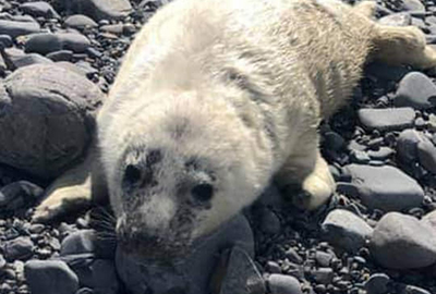 Chicken Nugget - Photo credit - Michelle Robinson Clement - BDMLR