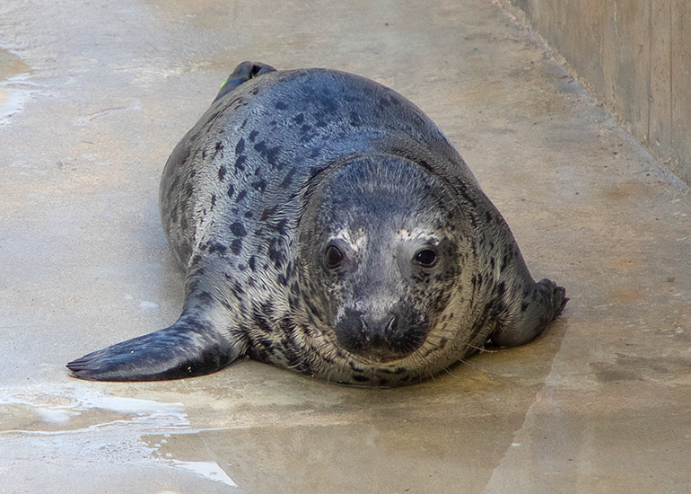 Chicken Nugget, rescued seal pup