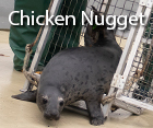 Chicken Nugget