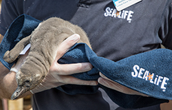Penguin Chick at Hunstanton SEA LIFE