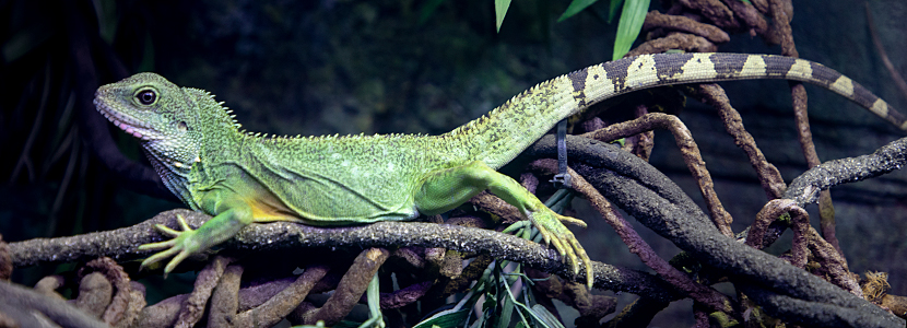Jia, the Chinese Water Dragon