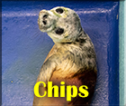 Chips