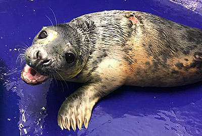 Chips - 19th December 2020