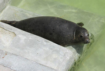 Photo of Lois Lane was taken by Claire Hetherington and Thomas Stones during their visit to the Seal Sanctuary on 16th June 2015