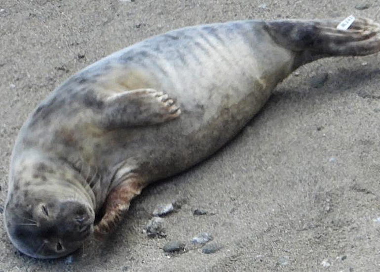 Cockle - Photo Credit - Sue Sayer - Seal Research Trust