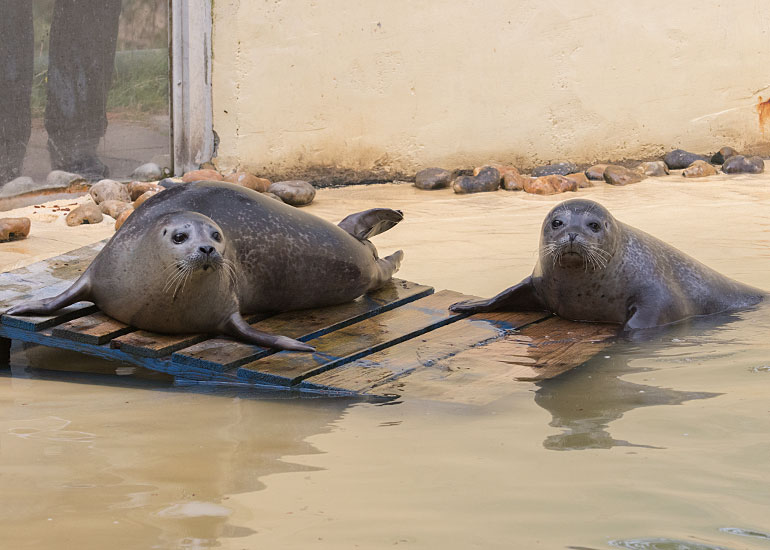 Common Seals