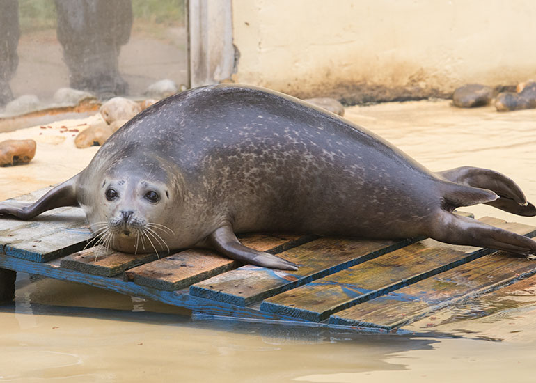 Common Seals