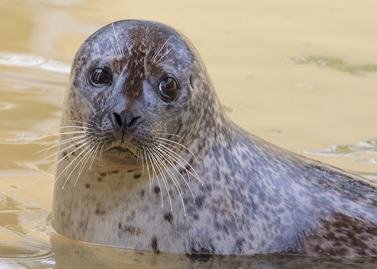 Common Seals