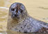 Common Sealsh