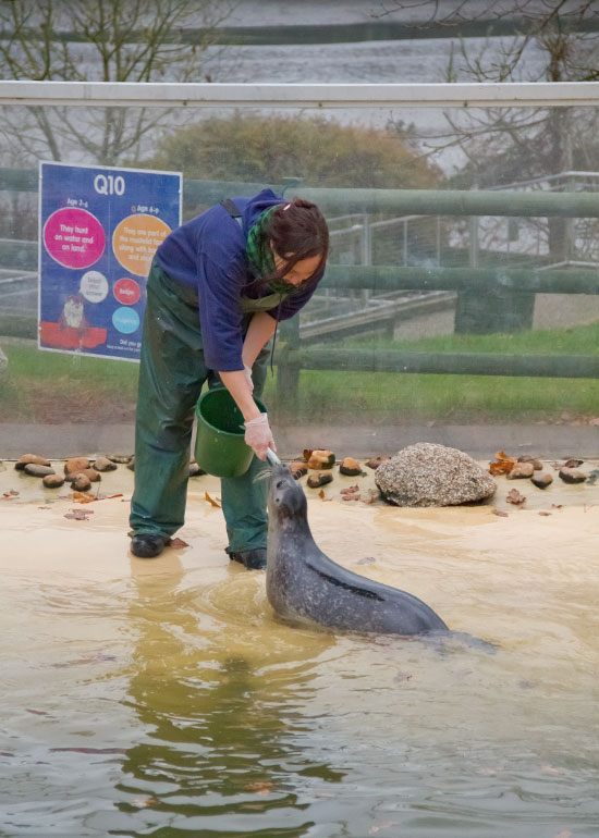 Bo, one of the resident common seals