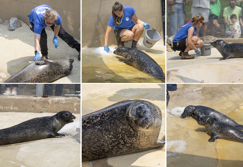 Common Seals