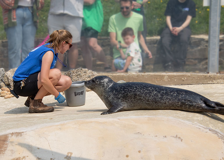 Common Seals