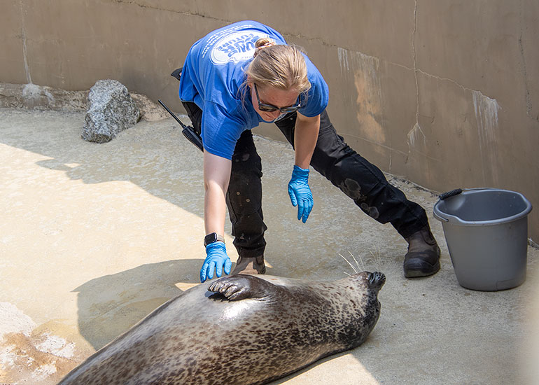 Common Seals