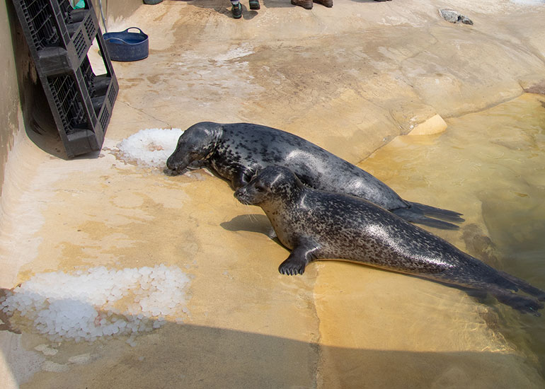 Common Seals