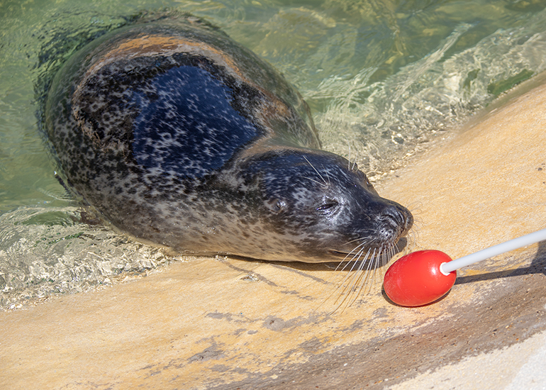 Resident Common Seals