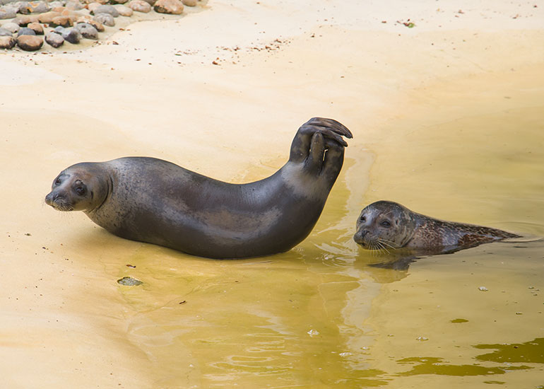 Common Seals
