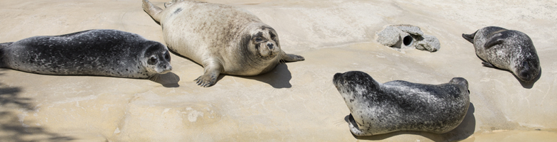 Jarvis, Boo, Buddy and Babyface - Resident Common Seals