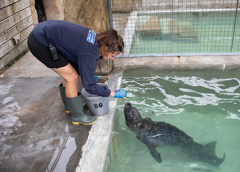 Common Seals
