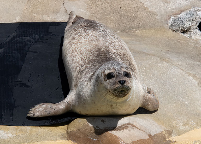 Common Seals