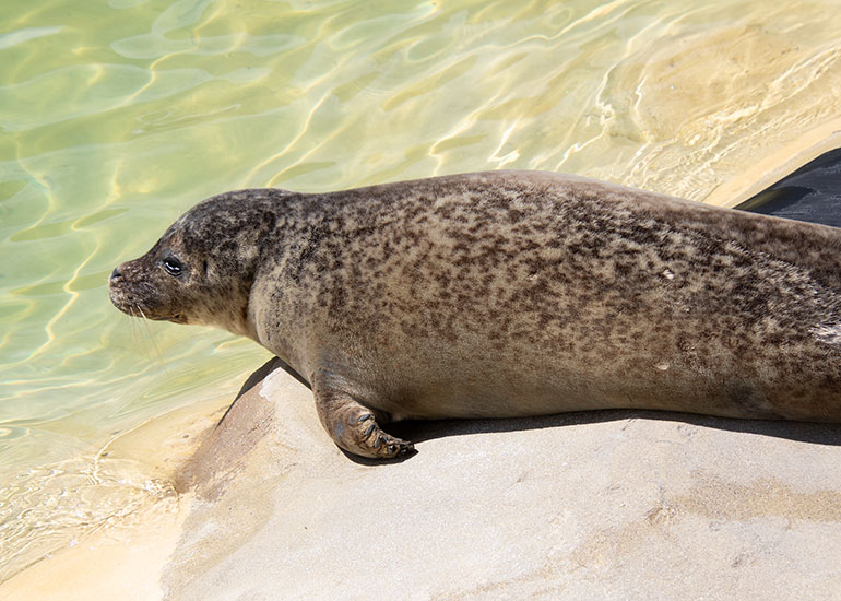 Common Seals