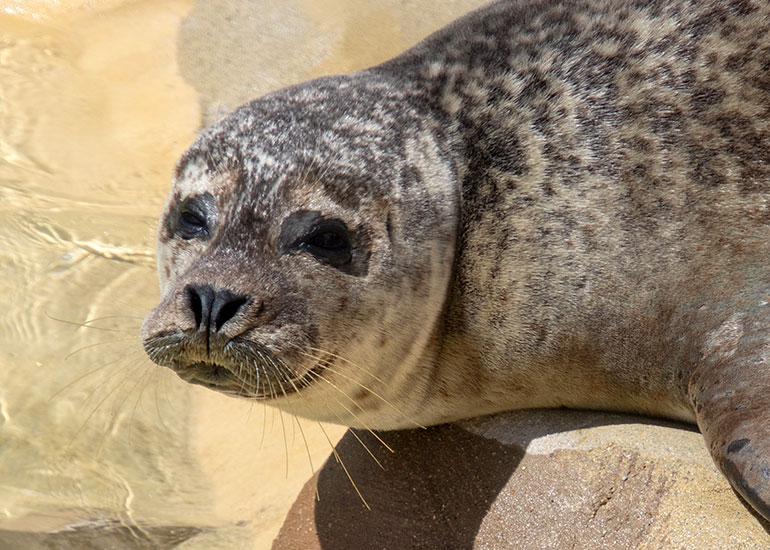 Common Seals