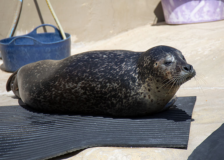 Common Seals