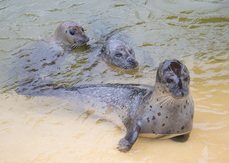 Common Seals