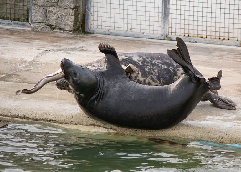Here is Ray nicking the delicious conger eel from one of his friends in the convalescent pool when she was not looking. Naughty Ray!