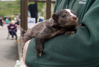 Skunk from the Wildlife Park