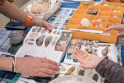 Learning about shells