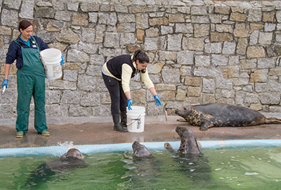 Resident Seal