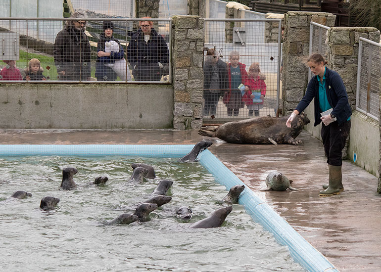 Feeding time  in the convalescent pool