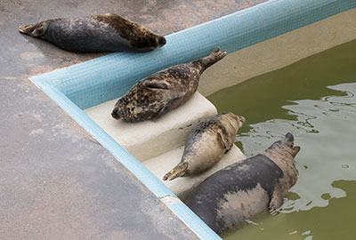 Pups in the Convalescent pool