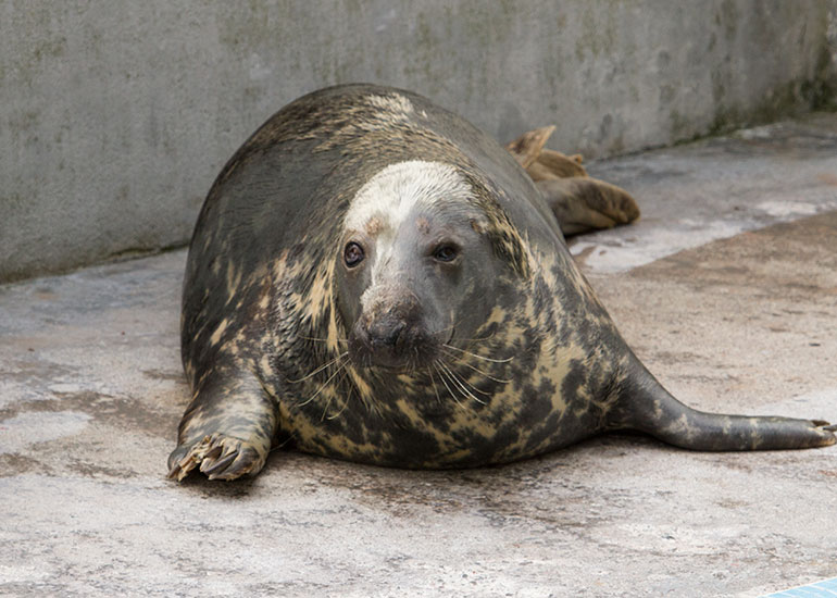 One of the resident seals