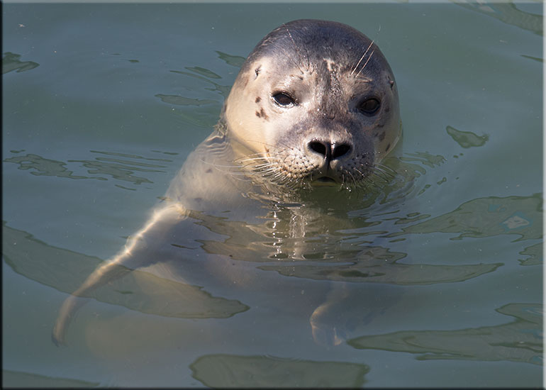 Cornetto - photo taken on 9th August 2015