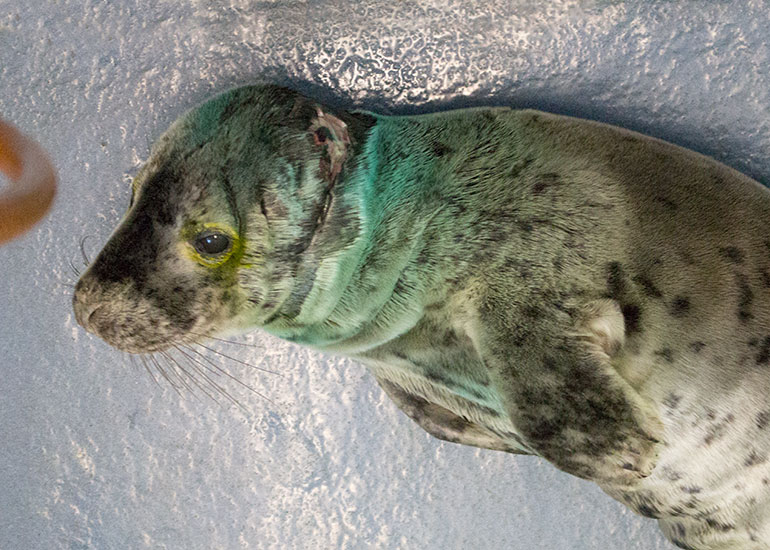 Cranium - photo taken on 31st December 2015