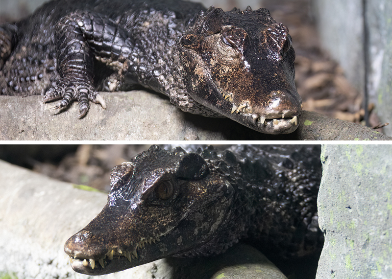 Cuviers Dwarf Caimen Crocodiles