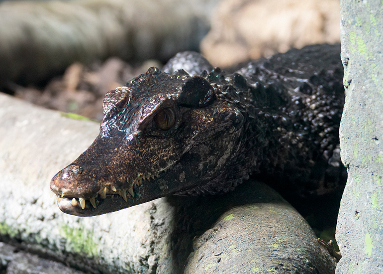 Cuvier's Dwarf Caimen Crocodiles