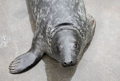 Crofty in the nursery pool on 27th December 2017