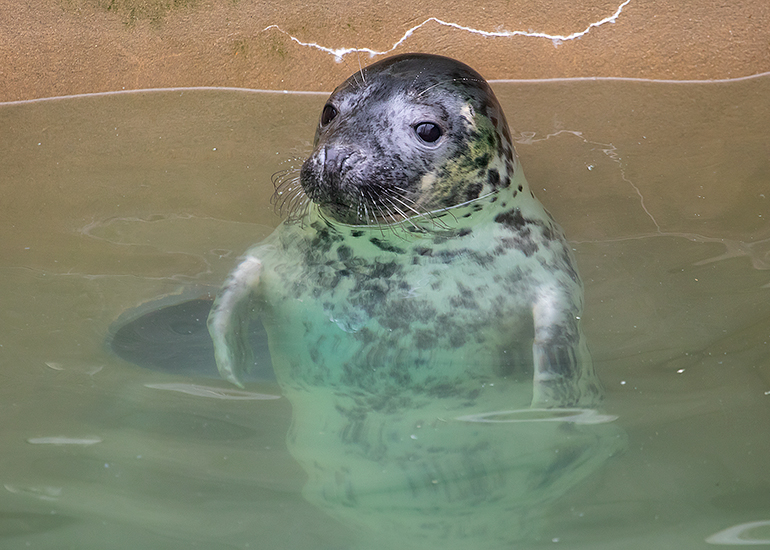 Cruella de Vil , rescued seal pup